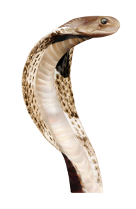 Snake PNG Free Download 21