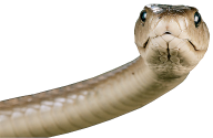 Snake PNG Free Download 22
