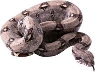 Snake PNG Free Download 23