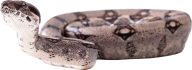 Snake PNG Free Download 26