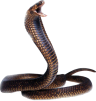 Snake PNG Free Download 27