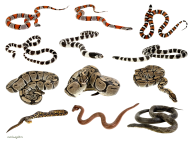 Snake PNG Free Download 3