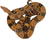 Snake PNG Free Download 30