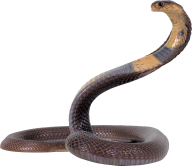 Snake PNG Free Download 35