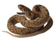 Snake PNG Free Download 36