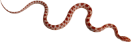 Snake PNG Free Download 4