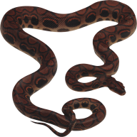 Snake PNG Free Download 40