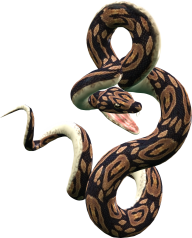 Snake PNG Free Download 41