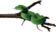 Snake PNG Free Download 43