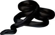 Snake PNG Free Download 45