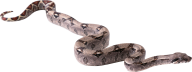 Snake PNG Free Download 5