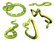 Snake PNG Free Download 9
