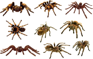 Spider PNG Free Download 13