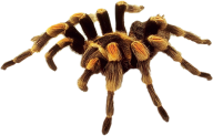 Spider PNG Free Download 15