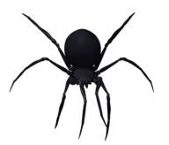 Spider PNG Free Download 18