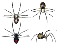 Spider PNG Free Download 2
