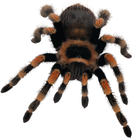Spider PNG Free Download 3