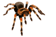 Spider PNG Free Download 32