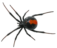 Spider PNG Free Download 38
