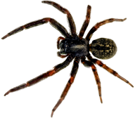 Spider PNG Free Download 39