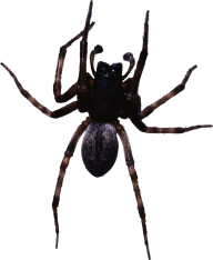 Spider PNG Free Download 4