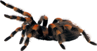 Spider PNG Free Download 45