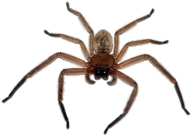Spider PNG Free Download 9
