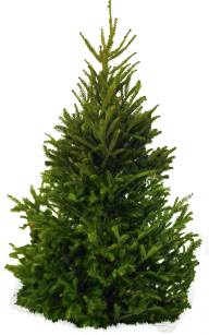 Spiral Tree Png