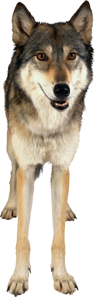 standedwolf free png download