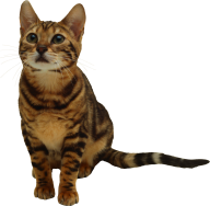 Stared Cat Png