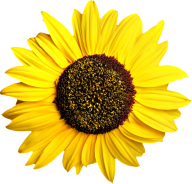 Sunflower PNG Free Download 1