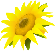 Sunflower PNG Free Download 10