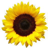 Sunflower PNG Free Download 11