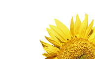 Sunflower PNG Free Download 12