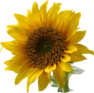 Sunflower PNG Free Download 13