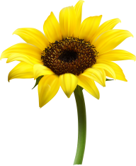 Sunflower PNG Free Download 14