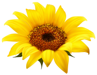 Sunflower PNG Free Download 16