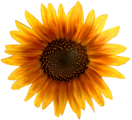Sunflower PNG Free Download 17
