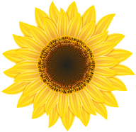 Sunflower PNG Free Download 19