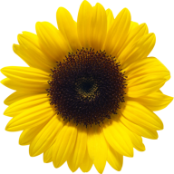 Sunflower PNG Free Download 2