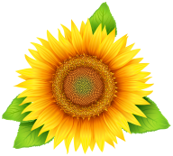 Sunflower PNG Free Download 20