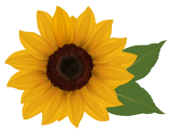 Sunflower PNG Free Download 22