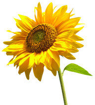 Sunflower PNG Free Download 24