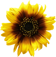 Sunflower PNG Free Download 25