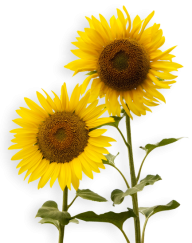 Sunflower PNG Free Download 26