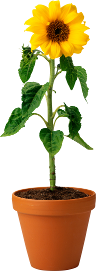 Sunflower PNG Free Download 27