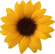 Sunflower PNG Free Download 3