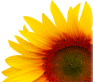 Sunflower PNG Free Download 37