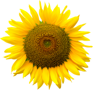 Sunflower PNG Free Download 41