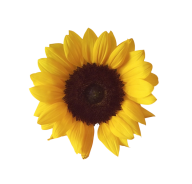 Sunflower PNG Free Download 44